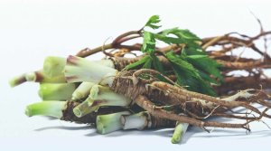 Female ginseng, Dong Quai, Angelica sinensis