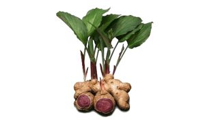 gừng đen, black ginger, Kaempferia parviflora, Thai Ginseng, black ginger vietnam