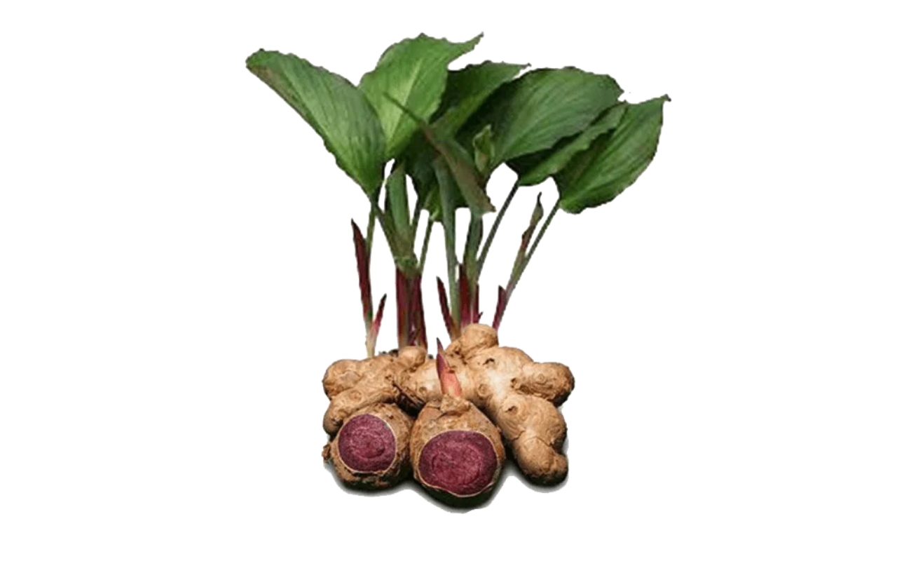 black ginger, Kaempferia parviflora, Thai Ginseng