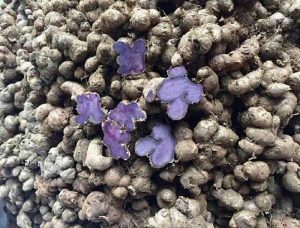 gừng đen, black ginger, Kaempferia parviflora, Thai Ginseng, black ginger vietnam