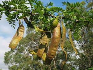 black locust, bồ kết