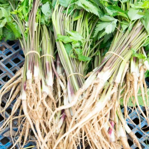 Female ginseng, Dong Quai, Angelica sinensis