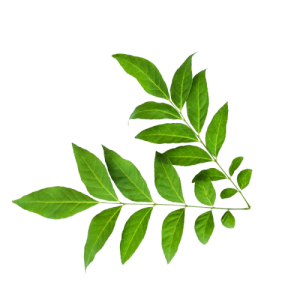 Clausena indica, wild curry leaf, Vietnamese Clausena, Clausena leaves, herbal tea ingredients, aromatic herbs Vietnam, medicinal herbs export, curry leaf substitute, Clausena indica supplier, natural herbs for digestion, Clausena indica dried leaves
