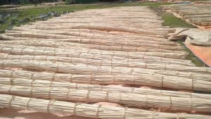 raw rattan cane. song mật, Malacca cane, Manau rattan