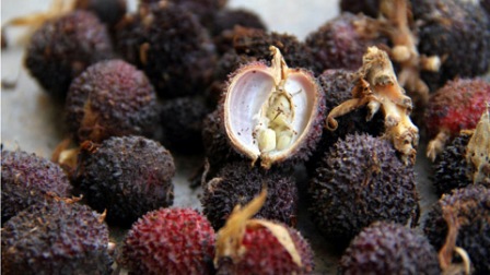 purple cardamom, sa nhân tím, Amomum longiligulare