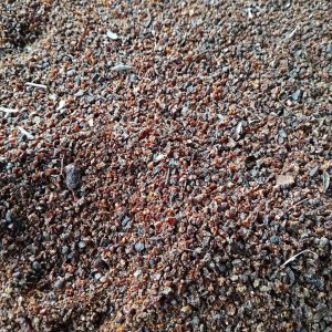 seedlac, seedlac vietnam, vietnam seedlac, raw seedlac