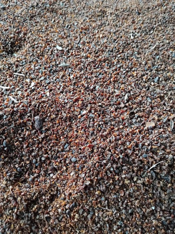 seedlac, seedlac vietnam, vietnam seedlac, raw seedlac