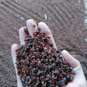 seedlac, seedlac vietnam, vietnam seedlac, raw seedlac