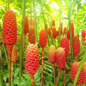 shampoo ginger, pinecone ginger, wild ginger, bitter ginger, gừng gió