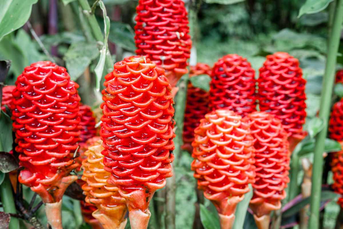 shampoo ginger, pinecone ginger, wild ginger, bitter ginger, gừng gió
