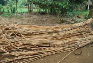 raw rattan cane. song mật, Malacca cane, Manau rattan