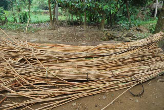 raw rattan cane. song mật, Malacca cane, Manau rattan