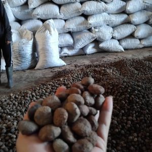 tung seed, tung seed vietnam , vietnam tung seed