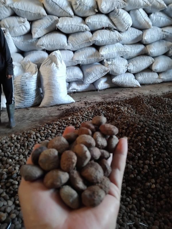 tung seed, tung seed vietnam , vietnam tung seed