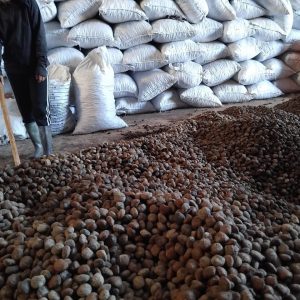 tung seed, tung seed vietnam , vietnam tung seed