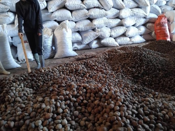 tung seed, tung seed vietnam , vietnam tung seed