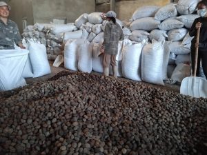 tung seed, tung seed vietnam , vietnam tung seed