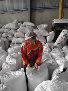 tung seed, tung seed vietnam , vietnam tung seed