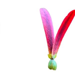 Gurjun Balsam Oil, dầu rái, tinh dầu rái, dầu nhựa rái, Gurjun Balsam Oil, Gurjun oil, Dipterocarpus alatus oil, dầu Gurjun, Gurjun essential oil, dầu con rái, dầu rái trắng