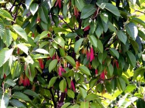 Gurjun Balsam Oil, Dipterocarpus alatus oil, Gurjun oil, Gurjun balsam essential oil, natural oleo-resin oil, Gurjun tree resin, Dipterocarpus alatus resin, essential oil from Dipterocarpus, Gurjun oil composition, natural fixative for perfumes, oleoresin with high iodine value, resin tapping essential oil, oil for wood polishing, boat sealing oil, wood finish essential oil, resin oil for varnish, Gurjun Balsam Oil, dầu rái, tinh dầu rái, dầu nhựa rái, Gurjun Balsam Oil, Gurjun oil, Dipterocarpus alatus oil, dầu Gurjun, Gurjun essential oil, dầu con rái, dầu rái trắng